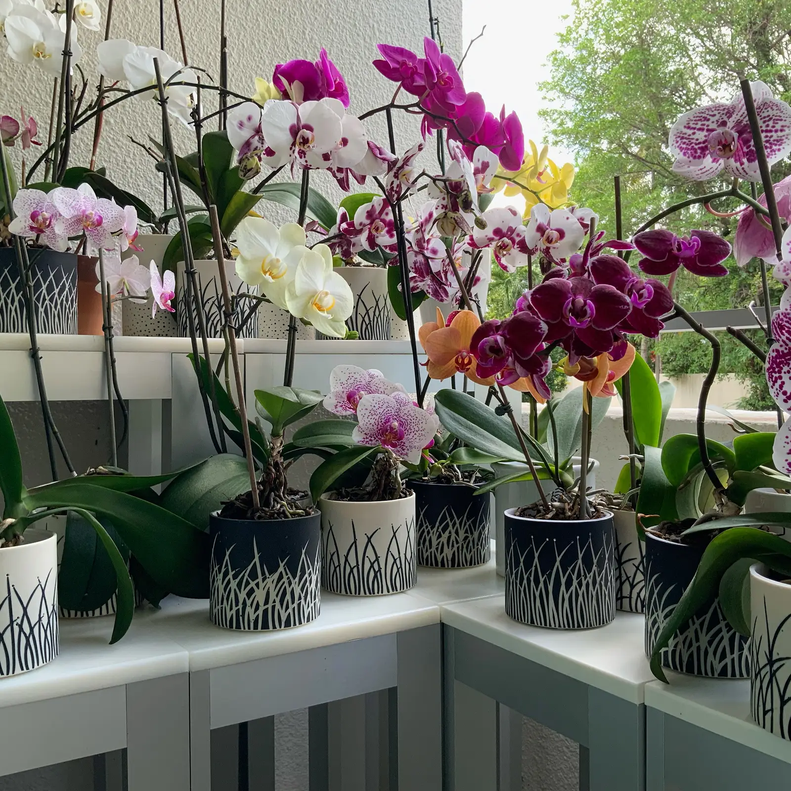 Orchids in Assorted Luminaries, Private Residence, Florida